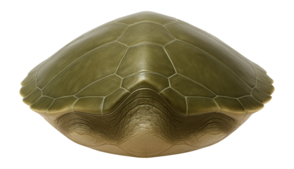 Green sea turtle carapace with smooth, olive-toned surface