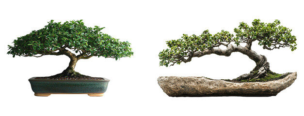 Set of beautifully pruned bonsai tree isolated on transparent background. PNG