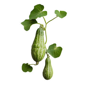 Two pointed gourds hanging from a vine with green leaves on black background
