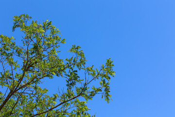green leaves against blue sky for the web and design purposes, background usage