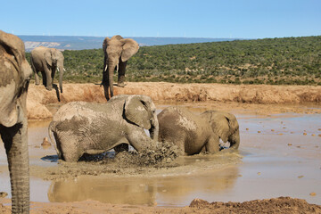 elephants playing in a lake of mud in addo national park