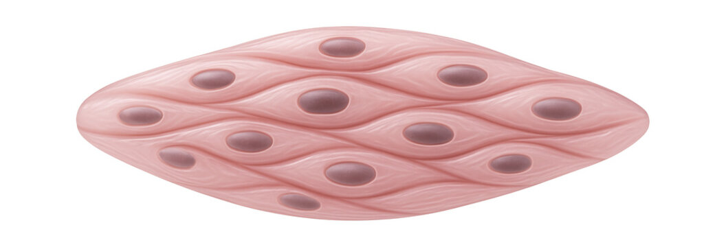 Springle Shape รูปภาพSpindle-Shaped – เลือกดูภาพถ่ายสต็อก เวกเตอร์ และวิดีโอ1,208 ...