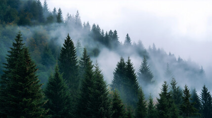 Aerial view of a dense evergreen forest shrouded in morning fog.
