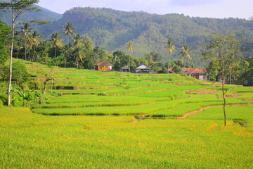 Fototapeta premium Serene Rice Terraces and Mountain Village Landscape