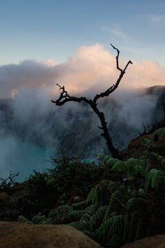 View of a stark, bare tree clinging to the edge, overlooking a surreal, milky turquoise lake veiled in ethereal clouds, Ijen Volcano Crater, East Java, Indonesia.
