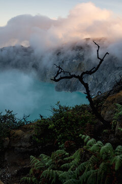 View of an eerie, turquoise volcanic lake shrouded in ethereal mists, against a stark silhouette of a dead tree, Ijen Volcano Crater, East Java, Indonesia.