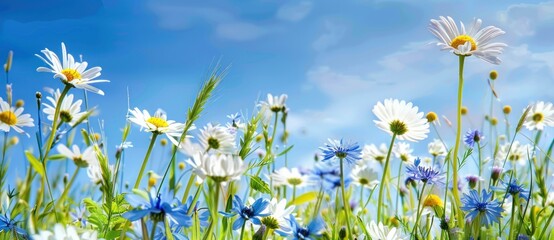 A vibrant panorama of blue wildflowers and daisies against a soft sky backdrop