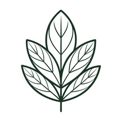 vector illustration of a leaf