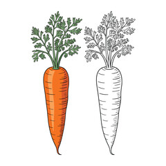 Hand Drawn Carrot Illustration with Color and Outline