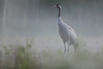 Żuraw (Grus grus), crane © Bartosz Rakoczy