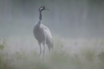 Żuraw (Grus grus), crane © Bartosz Rakoczy