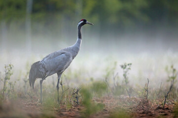 Żuraw (Grus grus), crane © Bartosz Rakoczy