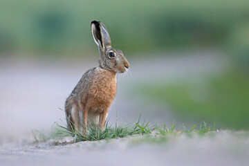 Zając szarak, hare, (Lepus europaeus) © Bartosz Rakoczy
