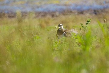 Vanellus vanellus, Lapwing between grasses on a meadow, in the background a lake, Lapwing looking between flowers
