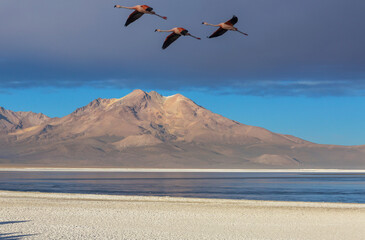 Flamingo