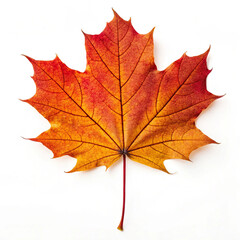 Red large and small Norwegian maple leaves.