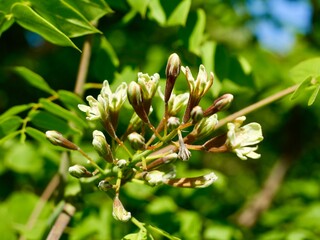 Flowering of the Kentucky coffeetree (Gymnocladus dioicus), also American coffee berry, Kentucky mahogany, nicker tree, and stump tree. Sweden