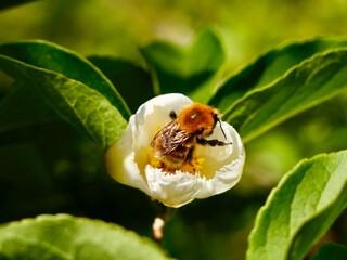 Flowers of the Korean stewartia (Stewartia pseudocamellia), also Japanese stewartia, or deciduous...