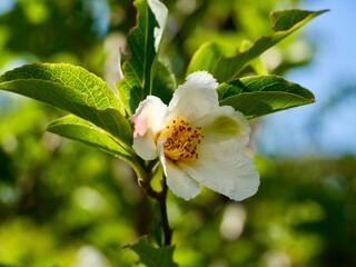 Flowers of the Korean stewartia (Stewartia pseudocamellia), also Japanese stewartia, or deciduous camellia. A species of flowering plant in the family Theaceae, native to Japan and Korea. Sweden