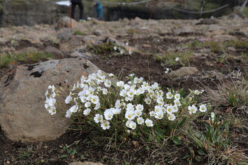 closeup of a delicate white flower growing amidst rocks on volcanic soil in the Icelandic highlands