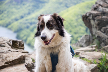 dog overlooking Tarnita lake bright green summer landscape