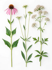 Medicinal herbs study