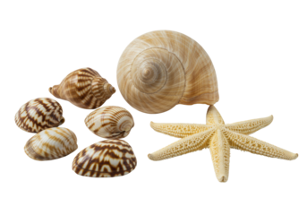 Large beige conch shell, striped bivalve shells, and pale yellow starfish arranged on a pristine bright white studio background with copy space, soft diffused lighting, high-angle overhead view,