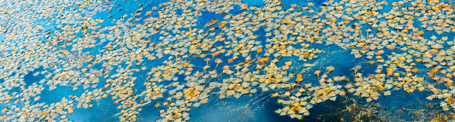 Creative background highlighting summer water pollution through the presence of floating vegetation...