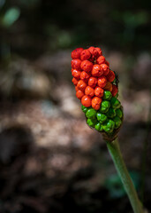 Forest fruits.jpg