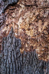Trunk