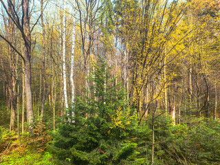 Autumn forest landscape with vibrant yellow leaves and evergreen trees in a serene woodland setting