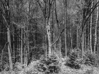 Diverse forest landscape showcasing tall trees and underbrush during early spring in monochrome tones