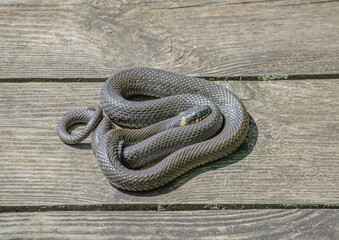 close up of a grass snake