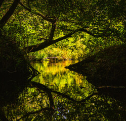 In the Forest (2).jpg