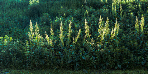 Quinoa plants thrive in a lush field illuminated by soft sunlight during the early morning hours in a rural landscape