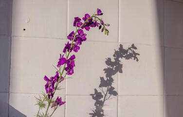 Beautiful purple flower against a white wall, casting a delicate shadow in soft afternoon light
