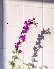 Vibrant purple flower casting a delicate shadow against a white tiled wall in bright sunlight