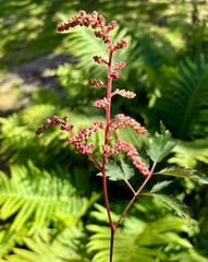 Closeup of an Astilbe inflorescence against background of ferns