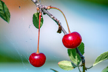Two ripe red cherries on a branch with green leaves.