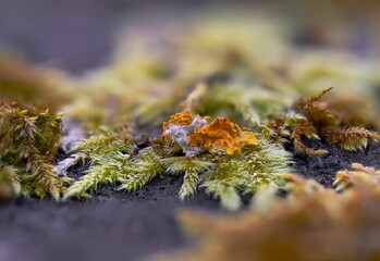 Vibrant moss close-up on rock surface.