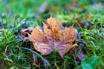 Autumn leaf on green grass