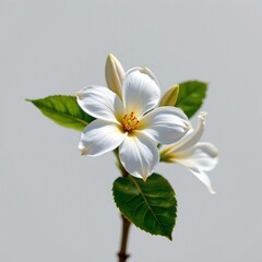 create a stunning and flawless image of a jasmine flower isolated on a white background, ensure that it is bathed in sparkling light