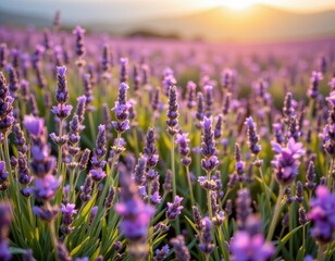 Obraz premium calm lavender field under soft morning light, close up of blooming purple flowers, gentle breeze, peaceful atmosphere, herbal remedy for anxiety relief, natural wellness concept.