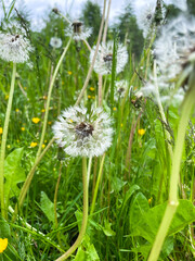 Soft dandelion heads glisten with moisture as they stand among blades of grass in gentle rain