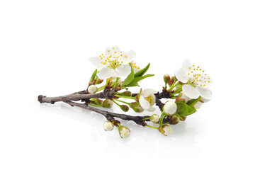 Сherry plum blossom, blooming branch with young leaves, buds and flowers isolated on white background