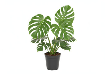 Obraz premium Vibrant Monstera Deliciosa in a Sleek Black Pot A Lush Indoor Plant