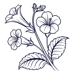 vector illustration of gloxinia