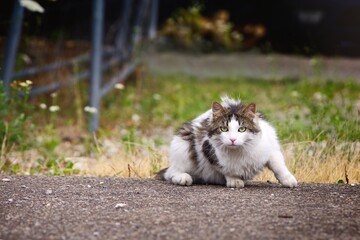 Fototapeta premium Cute homeless unfortunate cat on the hunt at the backyard. 