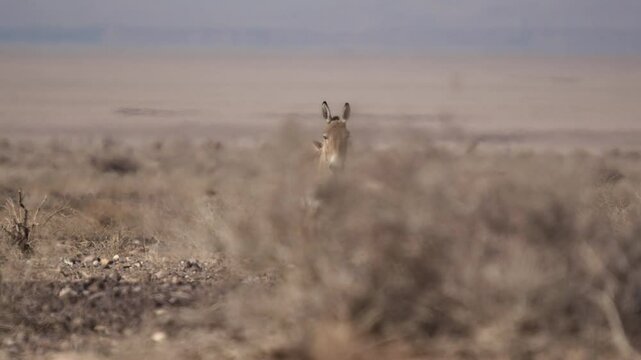 A group of Persian onagers grazing calmly in the dry desert plains of Iran. This rare wildlife footage captures the beauty and resilience of these endangered wild asses, highlighting Iran&rsquo;s nature
