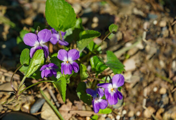 Close-up of beautiful violet violets flowers (Viola odorata), common Violet, Sweet or Garden Violet. Nature concept for spring design